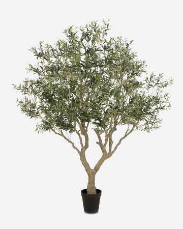 Wild Faux Olive Tree
