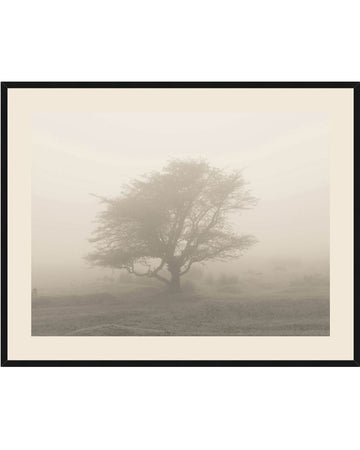 Foggy Tree