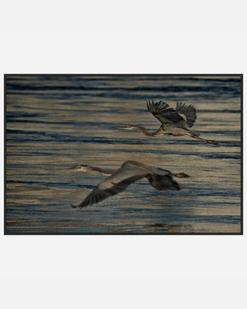 Herons in Flight