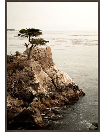 Lone Cypress