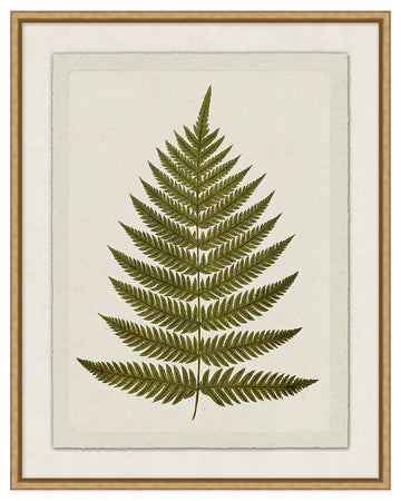Fern Leaf Press III